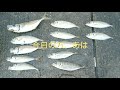 東扇島西公園 アジ、イワシ トリックサビキ釣り🎣