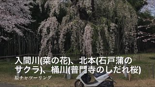 入間川(菜の花)、北本(石戸蒲のサクラ)、桶川(普門寺のしだれ桜)