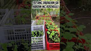 ITO ANG DADALHIN SA HARDIN NG ROCHELLE! #rochelle #ofw #viralvideo #viralshort