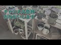 【11月に植える】レインボーファンの苗