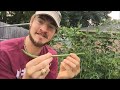 how to grow yardlong beans green beans that grow over a foot long