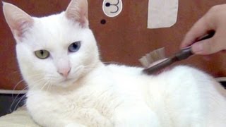 抜け毛がよく取れるブラシ♪ 白猫ユキ  I brush white cat Yuki