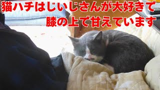 猫ハチはじいじさんが大好きで膝の上で甘えています【じいじさんとばあばさんと猫たち】