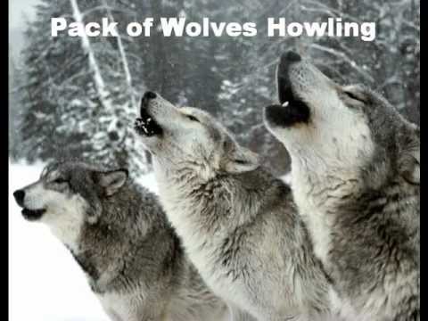 Wolves Howling Sound Effect Youtube