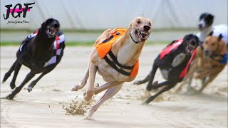 Australian greyhound race - Track racing