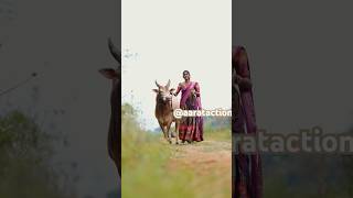 கன்னி பொண்ணு கை வளர்த்த காளை மாடு #jallikattu #trendingshorts #trending