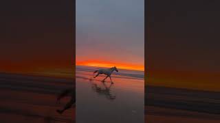 Watch This Horse Set a New Speed Record - You Won't Believe What Happens! #shorts #trending #viral