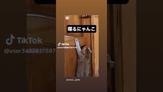 しゃべる猫