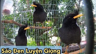 Sáo đen hót . chim sáo đen hót luyện giọng. Sáo đen . Tiếng chim hót thư giãn