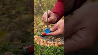 Nuts cracking #forester #survival #challenge