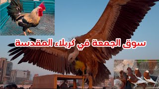 سوق الجمعة اسعار الطيور والحيوانات في كربلاء المقدسة