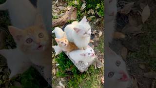 cat video ! cat voice ! cat sound ! cat meowing #shorts #short #youtubeshorts #cat #cats #catsound