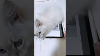 iPadに夢中なねこ #cat #かわいい子猫 #子ネコ #かわいい子ねこ #cute #サイベリアン #猫のいる暮らし #ネヴァマスカレード #kitten