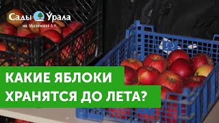 Какие яблоки хранятся до лета: личный опыт. Часть 2. Питомник “Сады Урала”