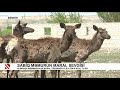 sabiq məmurun maral sevgisi