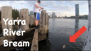 HUGE Fish lurk in these Murky Waters | Insane Metro Yarra River Fishing