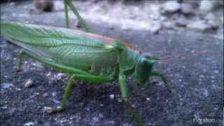 Grasshopper in motion / Saranče v pohybu