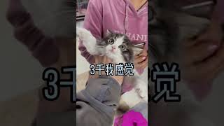 #猫 过年因为yq没回老家，太久没回家了，想家了   抖音