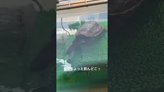 クーリングタイム🥤 #亀 #turtle #shorts #ハナガメ #花亀 #cuteanimals