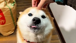 Shibe was excited, but was subdued as soon as his head was scratched with a finger.