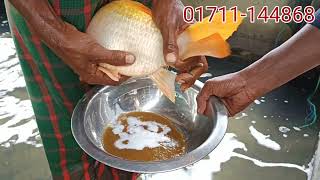 মাছের পোনা উৎপাদন পদ্ধটি, কার্ফু মাছের পোনা, Common carp, কার্ফু মাছ চাষ পদ্ধতি, মাছ চাষ, মাছের পোনা