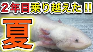 【ウーパールーパー飼育中】95 夏の暑さ2年目も乗り越えた！Breeding axolotl