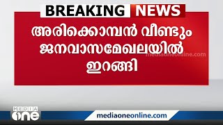 അരിക്കൊമ്പൻ വീണ്ടും ജനവാസമേഖലയിൽ: കൃഷി നശിപ്പിക്കാൻ ശ്രമം