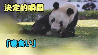 アドベンチャーワールド永明🐼寝食い徹底調査顔から入るお師匠さん👨寝食い開始決定的瞬間