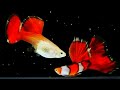 Top 10 Rare Guppy Fish You Haven't Seen 😳😲 | Beautiful Guppy Fish in the World