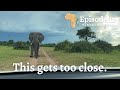 Stand off with a huge bull elephant in Chobe, Bostwana | We're back on the road