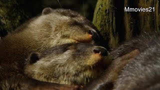 家族揃って昼寝中　コツメカワウソ~Small-clawed otters are sleeping