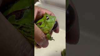 毎週土曜恒例の餌やり　アマゾンツノガエル　Surinam Horned frog　Ceratophrys cornuta　#shorts #shortsvideo