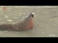 thousands of threatened atlantic walruses filmed in incredible drone footage