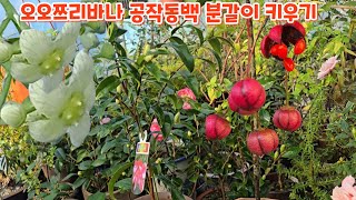 #오오쯔리바나 #공작동백 분갈이 #키우기 관리하기 처음처럼야생화