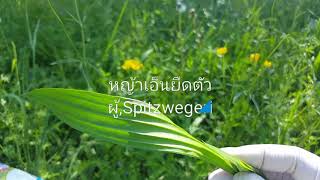 เก็บหญ้าเอ็นยืดตัวผู้ spitzwerich🌱