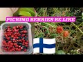 CHENG THE CAREGIVER IN 🇫🇮 FINLAND IS IN THE FOREST PICKING BERRIES!#finland