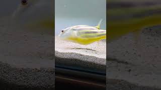 Fahaka Puffer Fish 💯 Beautiful fish ever ❤️ #fish #fahaka #pufferfish #animal #animals