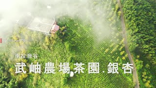 南投鹿谷-武岫農圃|雲霧繚繞的茶園銀杏森林|鹿谷大崙山|銀杏步道|島嶼的蒼穹空拍307|4K空拍 Bee Show 2021 TAIWAN