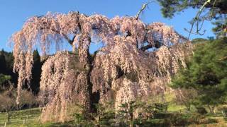 【さくら紀行】　夕陽に映える弁天さんの枝垂れ桜