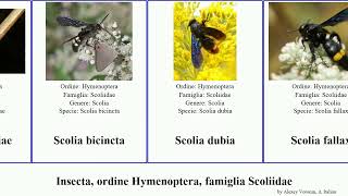 Insecta, ordine Hymenoptera, famiglia Scoliidae scolia megascolia alcione maculata dubia soror