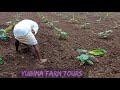 வாழைப் தோட்டம் கலை எடுத்து பார் கோதியது banana farming process