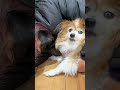 ツンデレのキャンディが可愛すぎる short パピヨン papillon 16歳 愛犬