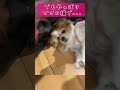 ツンデレのキャンディが可愛すぎる short パピヨン papillon 16歳 愛犬