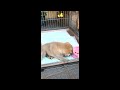 【元保護犬まる】お水を飲むまるちゃん　雑種犬