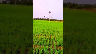 vivasayam Nam Uyir-விவசாயம் நம் உயிர்🌾🌾