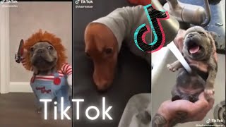 TIK TOK Dogs That Will Make Your Day ~~ Have A Laugh | Cutest TikTok Puppies