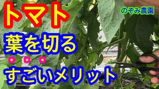 【トマトの葉欠き】トマトの葉欠き、摘葉の意外な効果について解説します。トマトの実がなりにくい方、是非みて下さい。