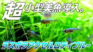 【120匹生体紹介第一弾】超小型美魚な熱帯魚を導入！ラスボラアクセルロディブルー#106【アクアリウム】