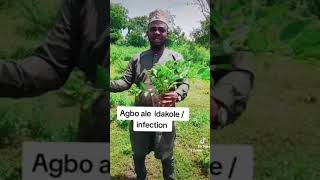 Agbo jedi,idakole  tabi obinrin  toloyun tonri eje