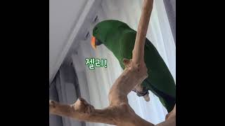 [지구] 맨날 동생이름 부르는 앵무새 / talking parrot /parrot said ‘jelly’ / #shorts